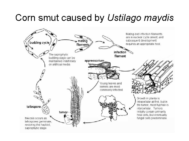 Corn smut caused by Ustilago maydis 