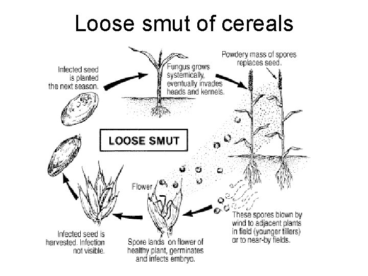 Loose smut of cereals 