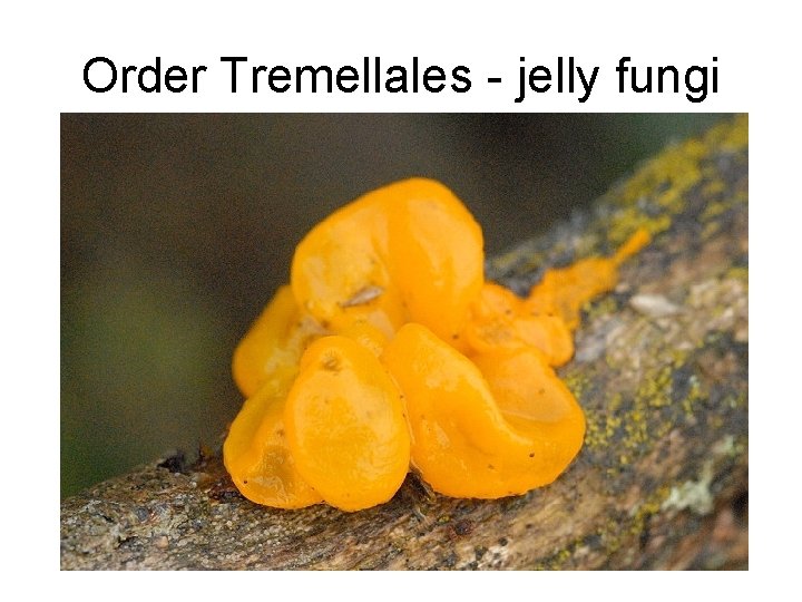 Order Tremellales - jelly fungi 
