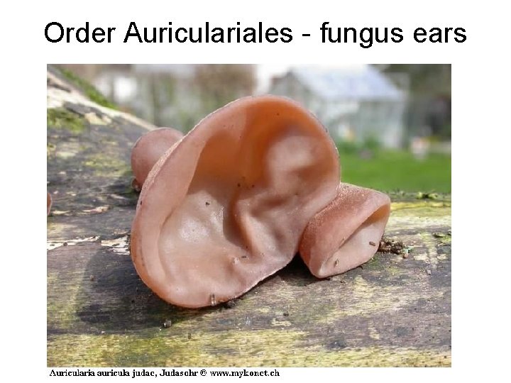 Order Auriculariales - fungus ears 