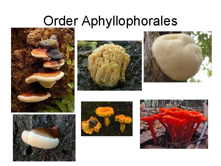 Order Aphyllophorales 