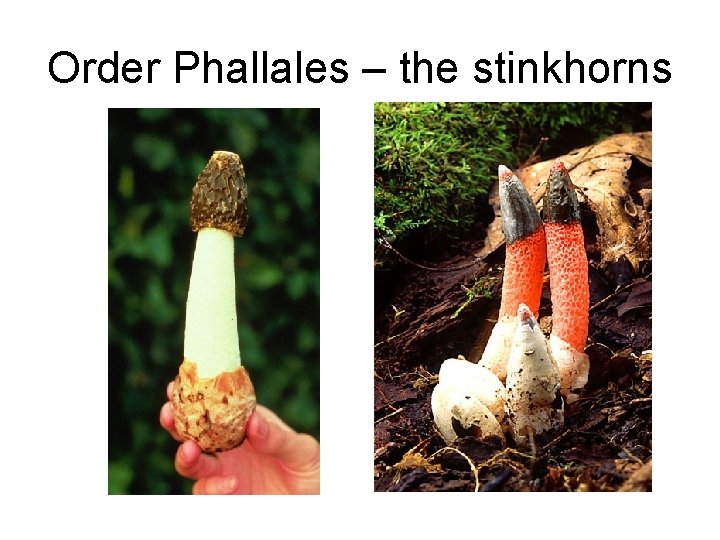 Order Phallales – the stinkhorns 