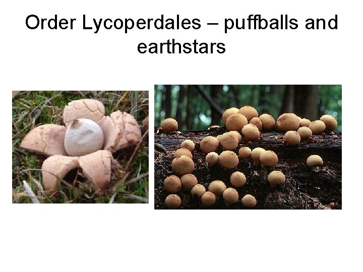 Order Lycoperdales – puffballs and earthstars 