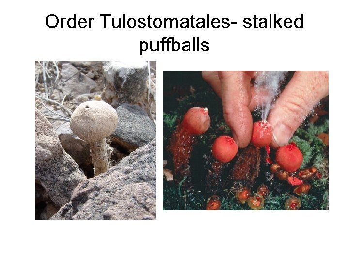 Order Tulostomatales- stalked puffballs 
