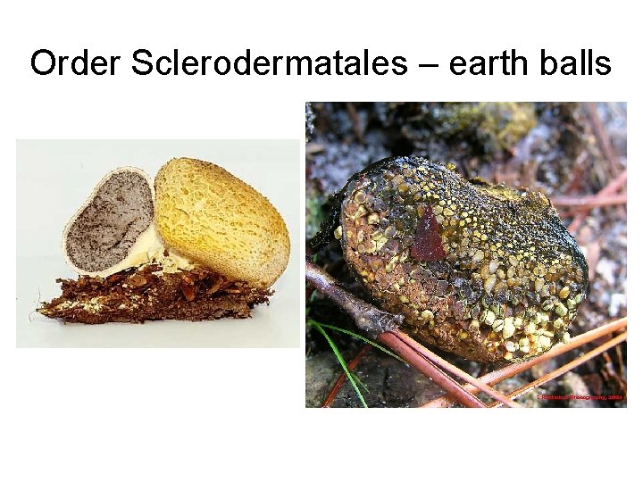Order Sclerodermatales – earth balls 