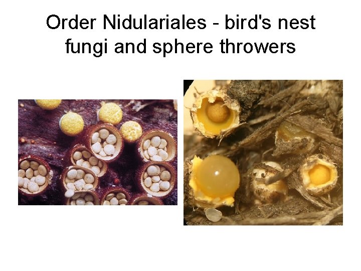 Order Nidulariales - bird's nest fungi and sphere throwers 