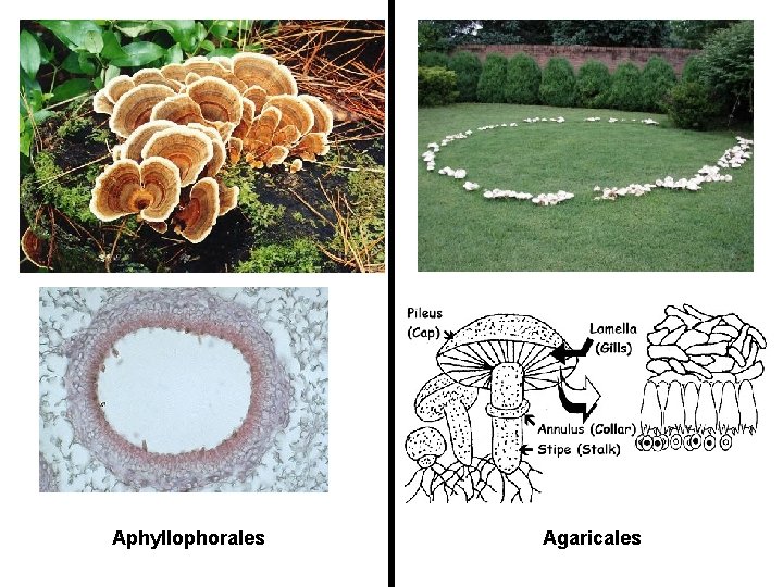 Aphyllophorales Agaricales 
