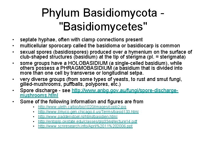 Phylum Basidiomycota "Basidiomycetes" • • septate hyphae, often with clamp connections present multicellular sporocarp