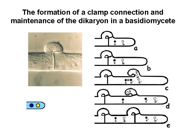 The formation of a clamp connection and maintenance of the dikaryon in a basidiomycete