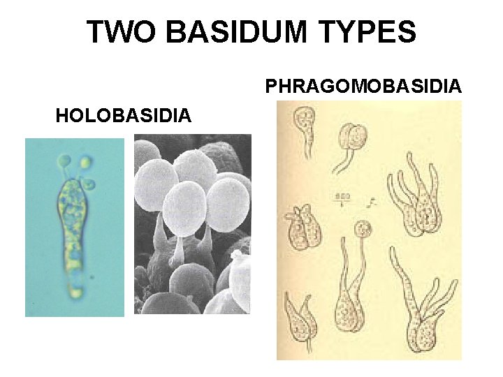 TWO BASIDUM TYPES PHRAGOMOBASIDIA HOLOBASIDIA 
