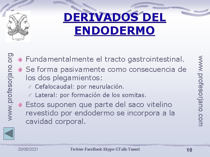 Fundamentalmente el tracto gastrointestinal. Se forma pasivamente como consecuencia de los dos plegamientos: Cefalocaudal: