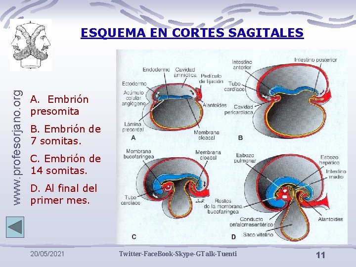 A. Embrión presomita www. profesorjano. com www. profesorjano. org ESQUEMA EN CORTES SAGITALES B.