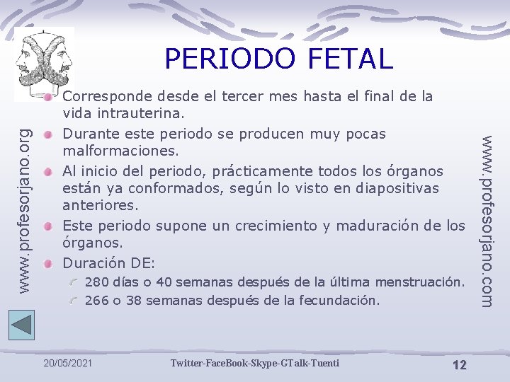 Corresponde desde el tercer mes hasta el final de la vida intrauterina. Durante este