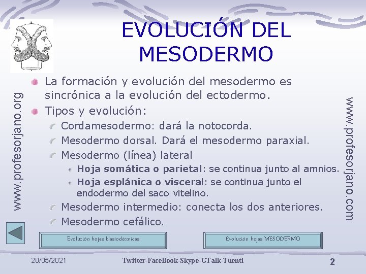 La formación y evolución del mesodermo es sincrónica a la evolución del ectodermo. Tipos