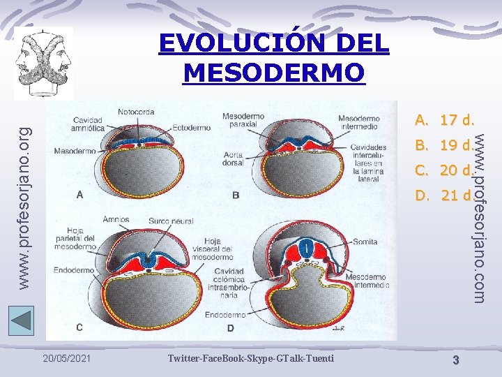 EVOLUCIÓN DEL MESODERMO www. profesorjano. com www. profesorjano. org A. 17 d. B. 19