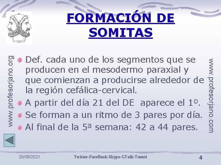 Def. cada uno de los segmentos que se producen en el mesodermo paraxial y