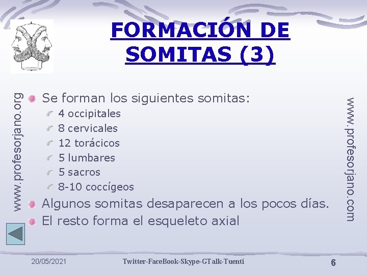 Se forman los siguientes somitas: www. profesorjano. com www. profesorjano. org FORMACIÓN DE SOMITAS