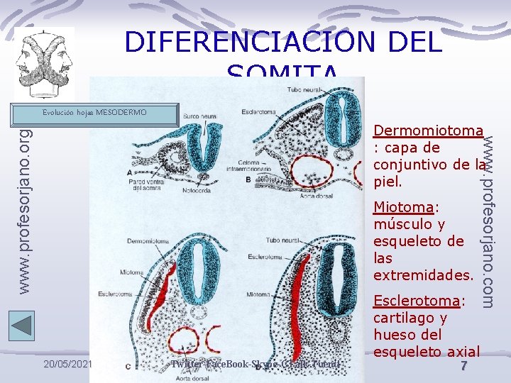 DIFERENCIACION DEL SOMITA Evolución hojas MESODERMO www. profesorjano. org Miotoma: músculo y esqueleto de