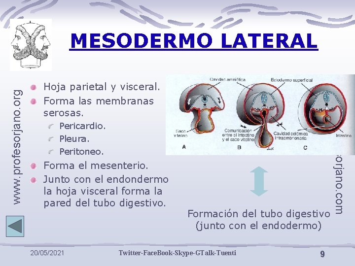 Hoja parietal y visceral. Forma las membranas serosas. Pericardio. Pleura. Peritoneo. Forma el mesenterio.
