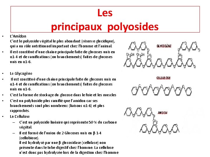 Les principaux polyosides • • L’Amidon C’est le polyoside végétal le plus abondant (réserve