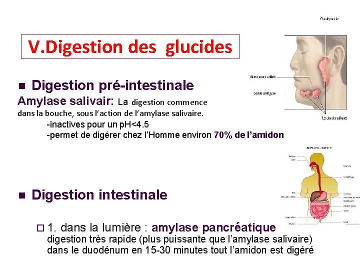 V. Digestion des glucides Digestion pré-intestinale Amylase salivair: La digestion commence dans la bouche,