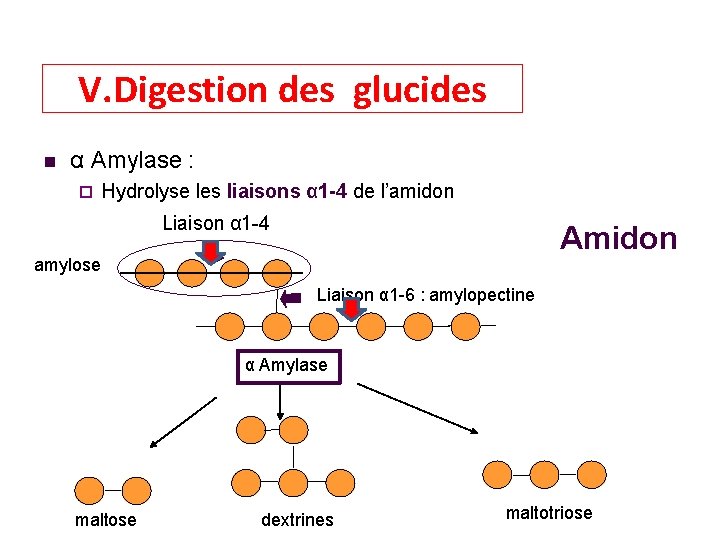 V. Digestion des glucides α Amylase : Hydrolyse les liaisons α 1 -4 de