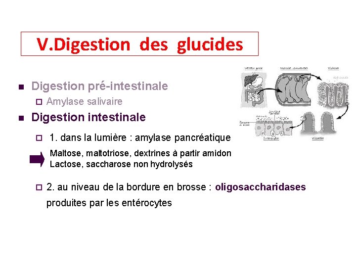 V. Digestion des glucides Digestion pré-intestinale Amylase salivaire Digestion intestinale 1. dans la lumière