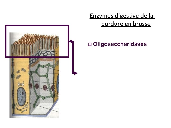 Enzymes digestive de la bordure en brosse Oligosaccharidases Dipeptidases, Aminopeptidases Monoglycéride lipase Nucléotidases, nucléosidases