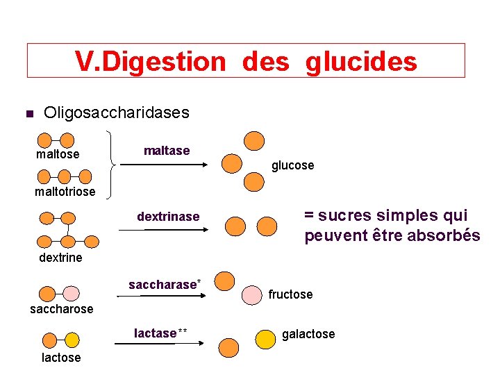 V. Digestion des glucides Oligosaccharidases maltose maltase glucose maltotriose dextrinase = sucres simples qui