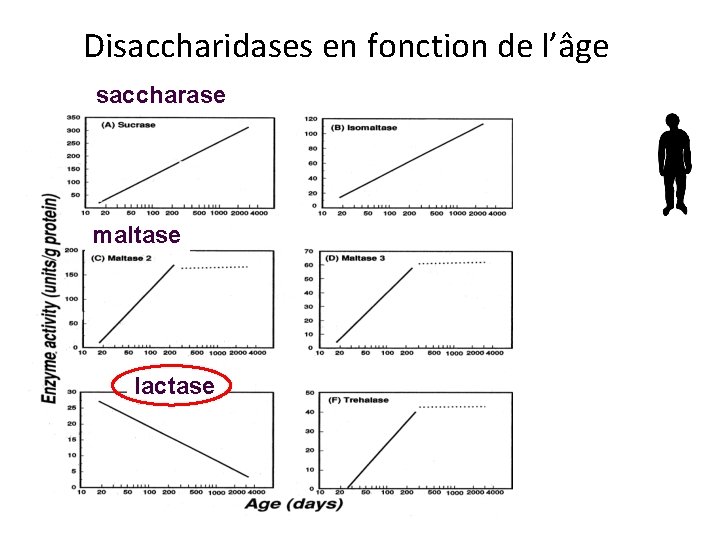 Disaccharidases en fonction de l’âge saccharase maltase lactase 