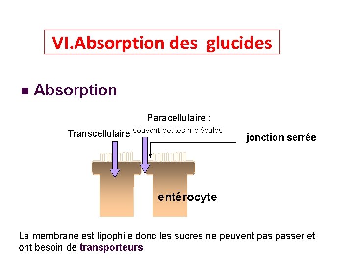 VI. Absorption des glucides Absorption Paracellulaire : Transcellulaire souvent petites molécules jonction serrée entérocyte