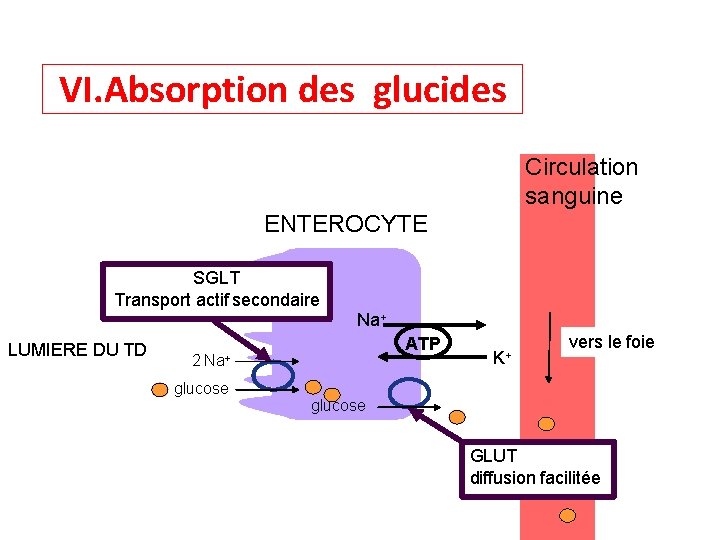 VI. Absorption des glucides Circulation sanguine ENTEROCYTE SGLT Transport actif secondaire LUMIERE DU TD