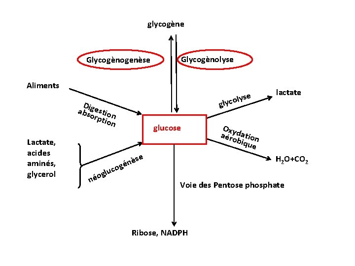 glycogène Glycogènogenèse Glycogènolyse Aliments lyse o c y l g D absigestio orp n