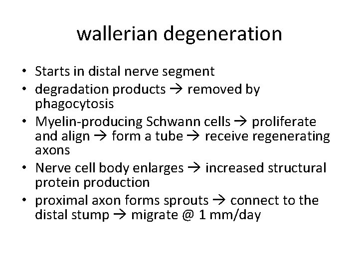 wallerian degeneration • Starts in distal nerve segment • degradation products removed by phagocytosis