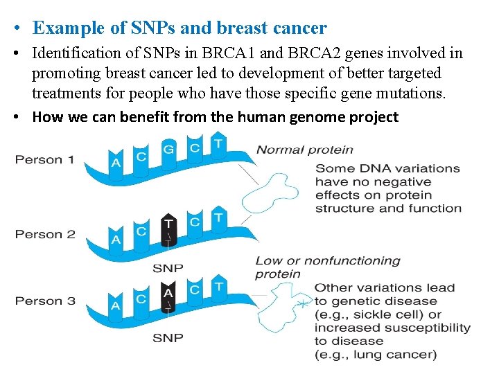  • Example of SNPs and breast cancer • Identification of SNPs in BRCA