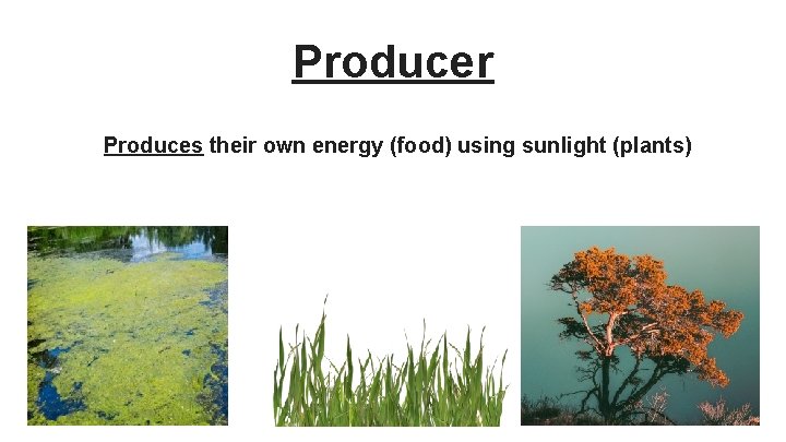 Producer Produces their own energy (food) using sunlight (plants) 