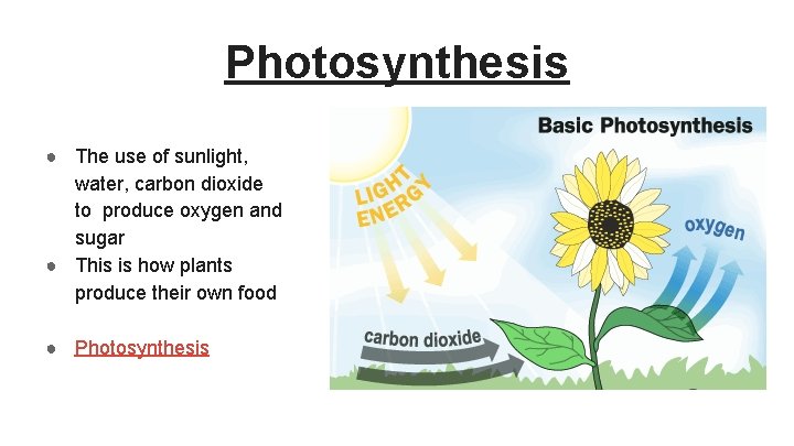 Photosynthesis ● The use of sunlight, water, carbon dioxide to produce oxygen and sugar