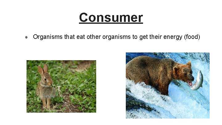 Consumer ● Organisms that eat other organisms to get their energy (food) 