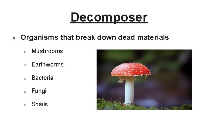 Decomposer ● Organisms that break down dead materials ○ Mushrooms ○ Earthworms ○ Bacteria