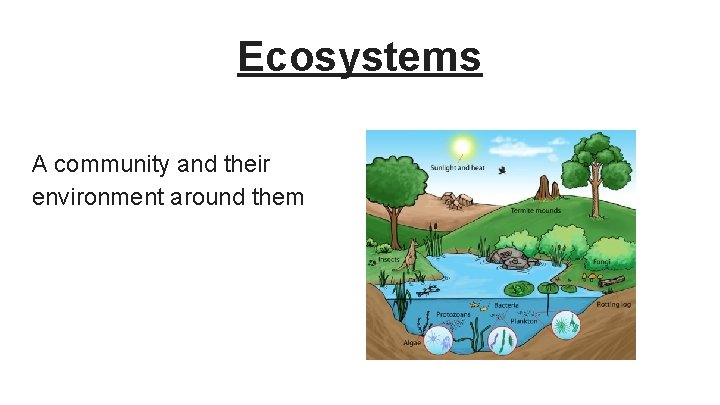 Ecosystems A community and their environment around them 