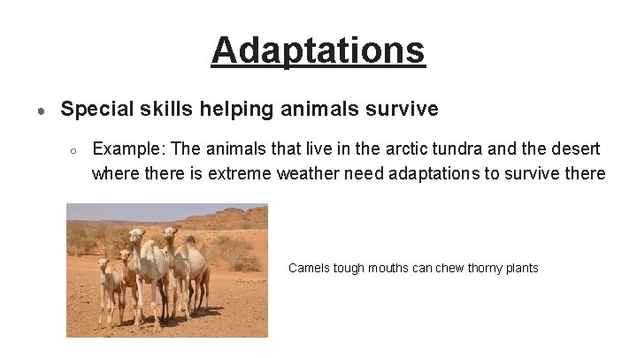 Adaptations ● Special skills helping animals survive ○ Example: The animals that live in