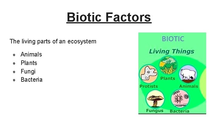Biotic Factors The living parts of an ecosystem ● Animals ● Plants ● Fungi