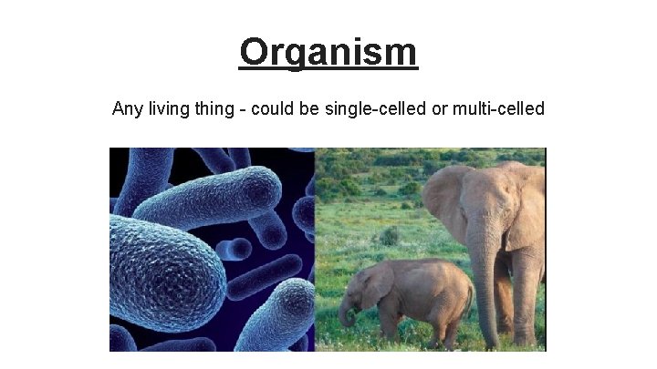 Organism Any living thing - could be single-celled or multi-celled 