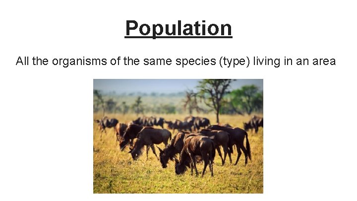 Population All the organisms of the same species (type) living in an area 