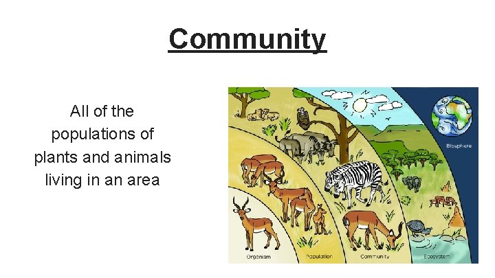 Community All of the populations of plants and animals living in an area 