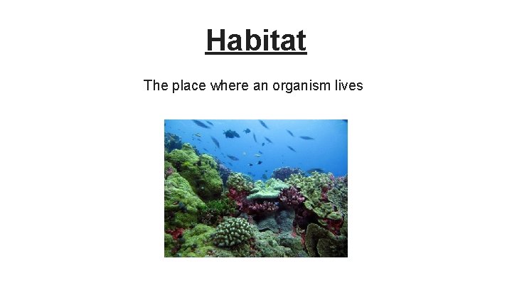 Habitat The place where an organism lives 