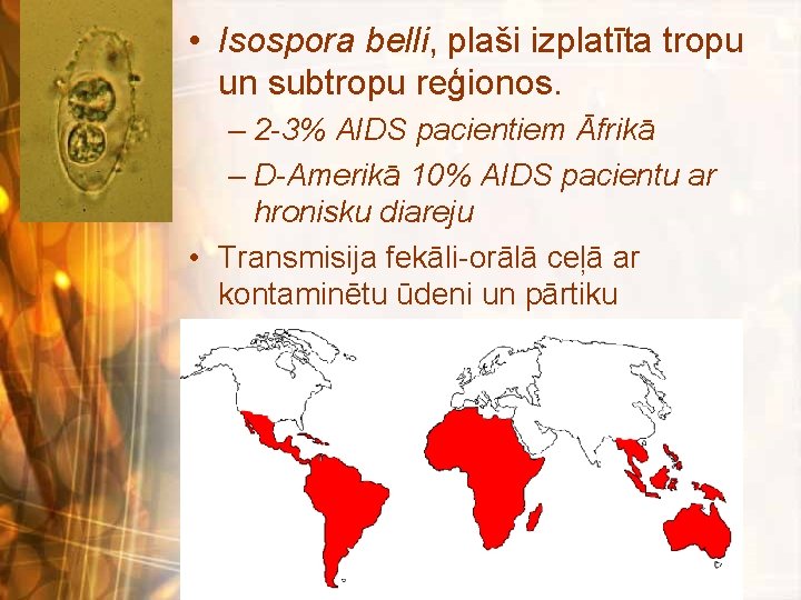 • Isospora belli, plaši izplatīta tropu un subtropu reģionos. – 2 -3% AIDS