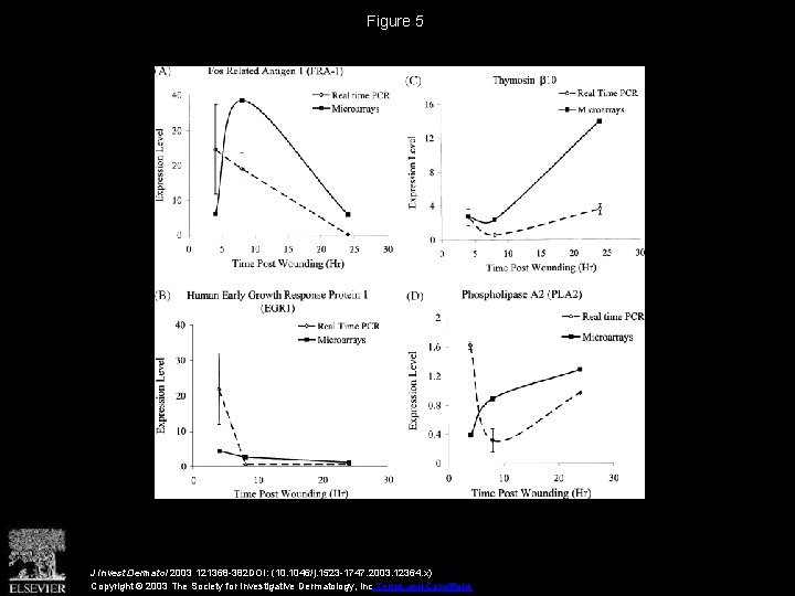 Figure 5 J Invest Dermatol 2003 121368 -382 DOI: (10. 1046/j. 1523 -1747. 2003.