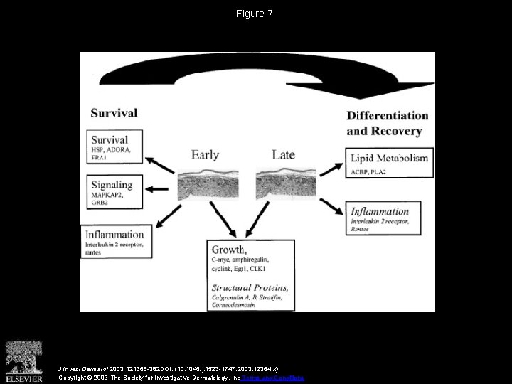Figure 7 J Invest Dermatol 2003 121368 -382 DOI: (10. 1046/j. 1523 -1747. 2003.