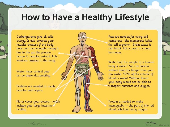 How to Have a Healthy Lifestyle Carbohydrates give all cells energy. It also protects